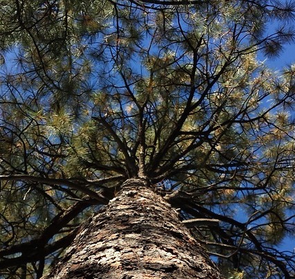 pine-tree-770427_960_720 - Copy